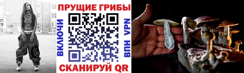 Галлюциногенные грибы Psilocybe  купить наркоту  Бежецк 